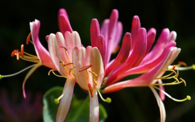 Fiori di Bach e Carattere | Integrazione tra i fiori ed i caratteri