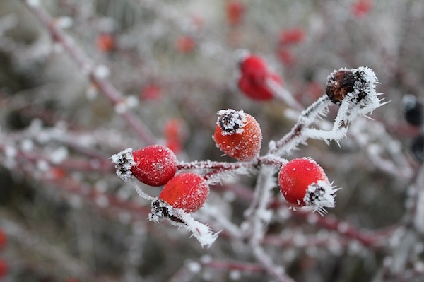 Prepariamoci per l’Inverno con i rimedi naturali !