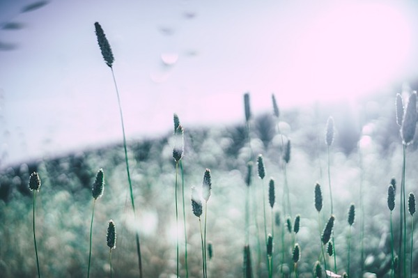 Allergie :  pochi rimedi naturali ma efficaci per prevenirle e curarle