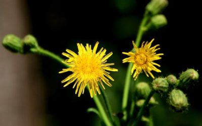 Depurare il corpo dalle tossine accumulate è di primaria importanza.