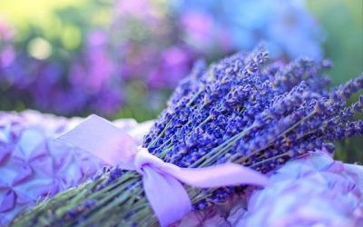 Lavanda : con il suo olio essenziale l’ansia “vola via”.