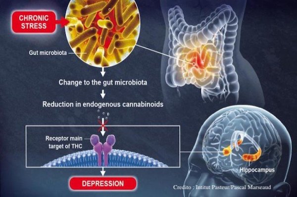 microbiota